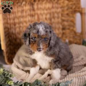 Caroline, Mini Bernedoodle Puppy